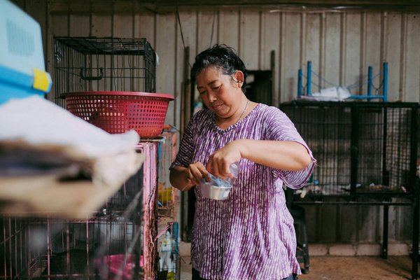 Hoe kun je de socialisatie van je hond verbeteren?