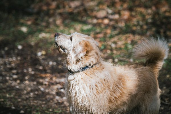 Hoe passen dieren zich aan hun omgeving aan?