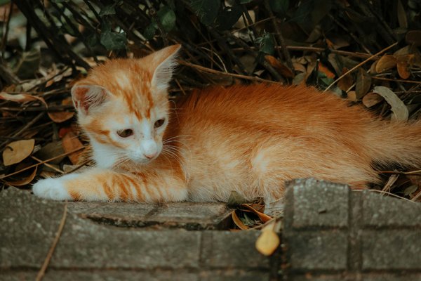 Hoe dragen dieren bij aan ecosystemen en hun balans?